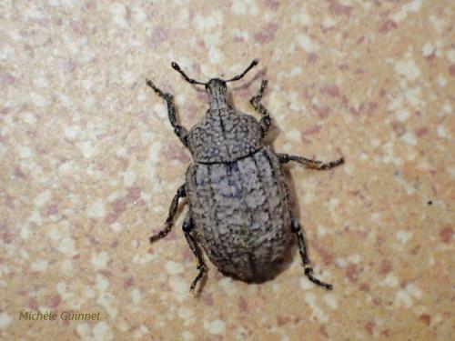 Minyops carinatus